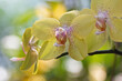 Nahaufnahme gelber Orchideen