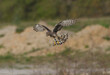 female northern harrier (Circus cyaneus} hunting, looking below, wins and tail spread, grass and dirt mounds bokeh background, great detail