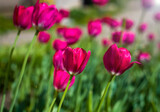 Fototapeta Tulipany - Purple tulips blooming outdoors in the park, selective focus