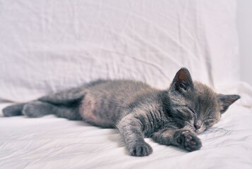 Poster - Adorable grey cat sleeping on the bed.