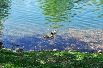 Two ducks are looking for food on the shore of a pond. Sunny day in the park.