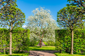 Wall Mural - Blooming apple tree in Catherine park in spring, Tsarskoe Selo (Pushkin), Saint Petersburg, Russia