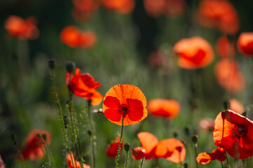 Wall Mural - field of blooming wild-growing red poppies in the sunlight.