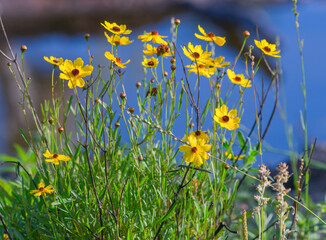 Leavenworth tickseed
(Coreopsis leavenworthii) Florida State wild flower, tickseed, bright yellow petals, blue water bokeh background,