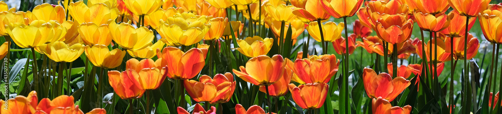 Obraz na płótnie tulipany różnokolorowe w salonie