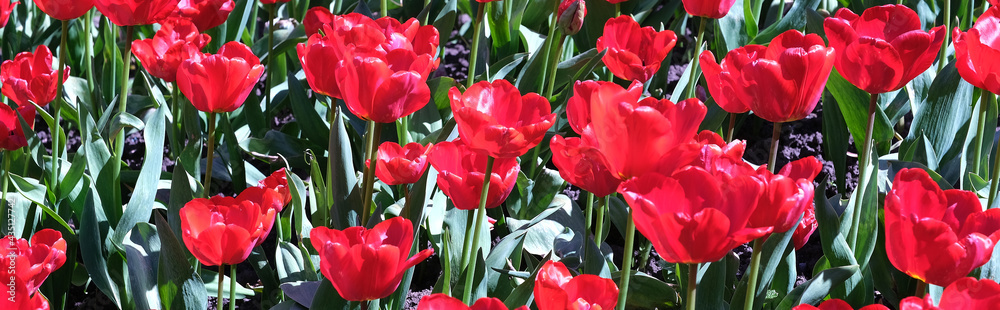 pole czerwonych tulipanów - obrazy, fototapety, plakaty 