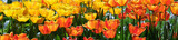 Fototapeta Kwiaty - tulipany różnokolorowe