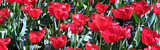 Fototapeta Tulipany - pole czerwonych tulipanów