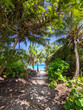 © jzajic - Tropical forest walk path, road between palm coconut trees, exotic island vegetation. travel holiday vacation