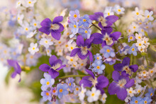 Floral Background With A Bouquet Of Violets And Forget-me-not Flowers, Close-up. Blur, Selective Focus.