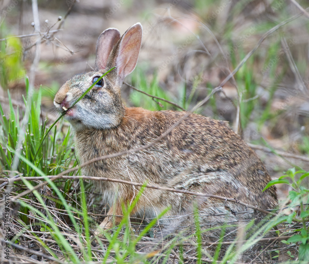 Wild Florida cottontail rabbit (Sylvilagus floridanus) with cleft ...