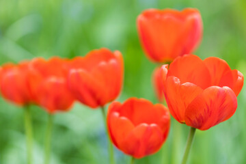 Aufkleber - Beautiful red tulips in nature. Summer postcard