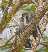 Wild Mating Pair Of Mississippi Kite Birds (Ictinia Mississippiensis) Male Giving Brown Anole Lizard To Female With Dead Bird Under Her Talon - Long Leaf Pine Tree Branch - Red Eyes,  Breeding Ritual