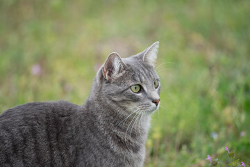 Wall Mural - portrait of a cat