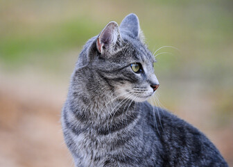 Wall Mural - portrait of a cat