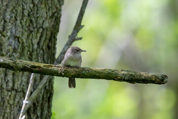 Canvas Print - The house wren (Troglodytes aedon) perched on a tree branch