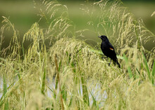 Redwing Blackbird In Tall Grass