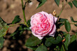 Kiss Me Kate rose flowers in field, Ontario, Canada. 
Scientific name: Rosa 'Kiss Me Kate'
