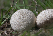 Common Puffball (Lycoperdon Perlatum) Close Up, Aka The Devil's Snuff-box, Florida Mushroom,  Great Detail, Macro Closeup, Edible