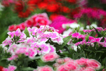 Wall Mural - dianthus flower blossom in the garden
