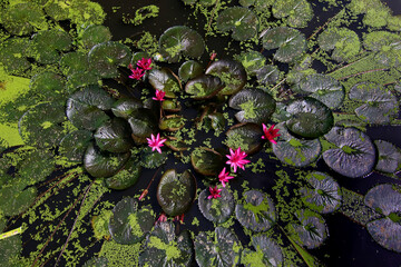 Wall Mural - red lotus flower in the pond