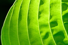 Closeup Of Lime Green Hosta Leaf Back Lit By The Sun, Pattern And Texture In A Nature Background
