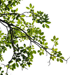 Fresh green tree branch isolated on white background