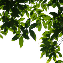 Fresh green tree branch isolated on white background