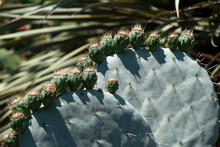 Sydney Australia, Opuntia Robusta Cactus Paddles With Flower Buds