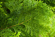 Beautiful japanese cypress leaf in the forest.