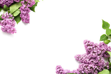  Beautiful lilac flowers on white background