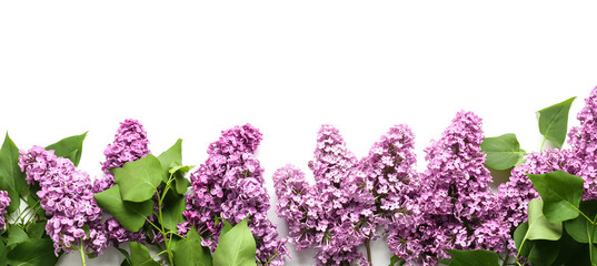  Beautiful lilac flowers on white background