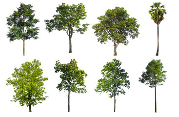 Poster - high qaulity collection tree on white background