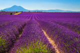 Fototapeta Lawenda - Cultivated lavender rows in Valensole plateau, Provence, France
