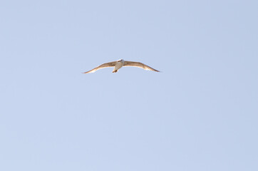 Wall Mural - Larus argentatus fly blue sky background