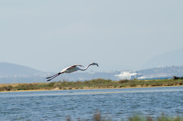 Sticker - greater flamingo fly low up to lagoon nature background 