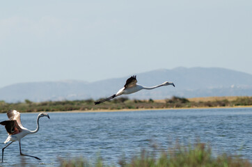 Sticker - couple of greater flamingos takeoff from lagoon