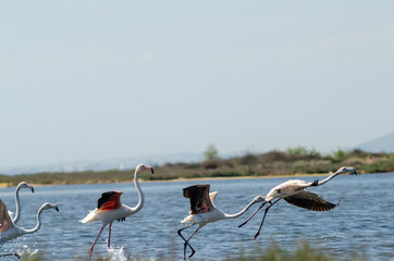 Sticker - Group of greater flamingos takeoff lagoon 