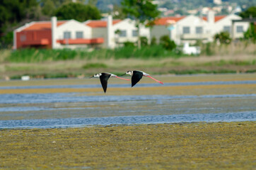 Wall Mural - Couple Black-winged stilt take flight from swamp surface