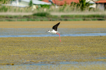 Wall Mural - Black-winged stilt take flight from wetland water drops