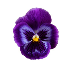 Wall Mural - Isolated beautiful purple flower on a white background. Pansies
