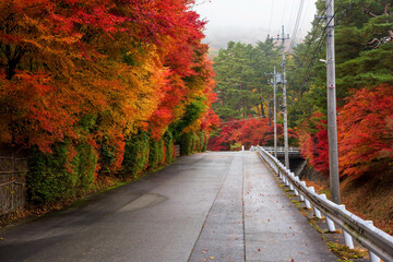 Wall Mural - colorful fall maple trees and fog, Kawaguchiko