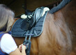 Rider fastens saddle-girth. Equestrian background. Horse riding sport. Working moment. 