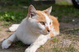 Fototapeta Mapy - くつろぐ猫　茶白猫
