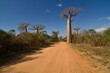 Leinwandbild Motiv Baobab trees near Morondava . Madagascar. Africa.