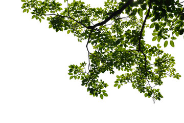 fresh green tree branch isolated on white background