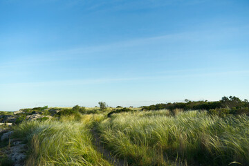 grass and sky