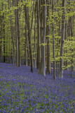 Fototapeta Tulipany - Beautiful soft spring light in bluebell forest in English countryside during calm mornng