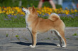 Shiba Inu stands against the flowers Beautiful dog of Japanese breed