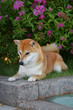Portrait of a female dog of the Siba Inu breed Beautiful red dog sits in blooming flowers